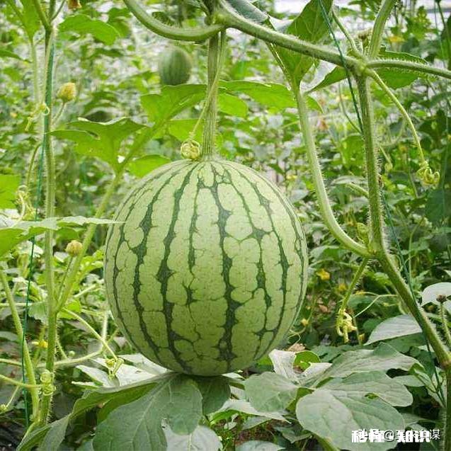如果西瓜开始结果了，后期怎样管理