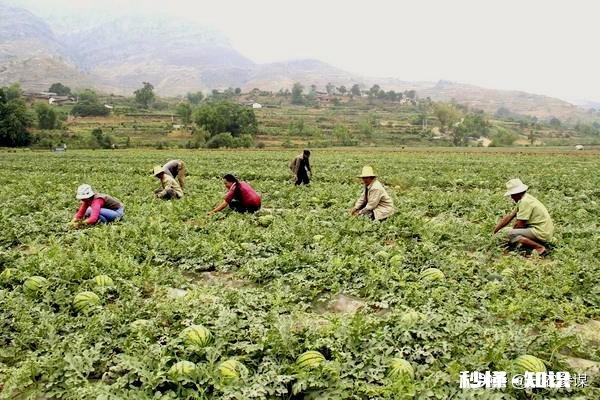 如果西瓜开始结果了，后期怎样管理