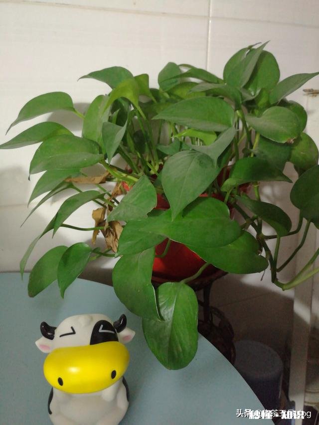 如果西瓜开始结果了，后期怎样管理