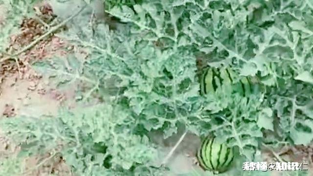 如果西瓜开始结果了，后期怎样管理