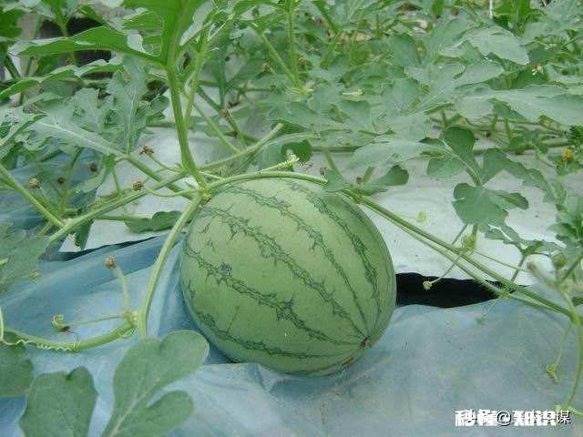 如果西瓜开始结果了，后期怎样管理