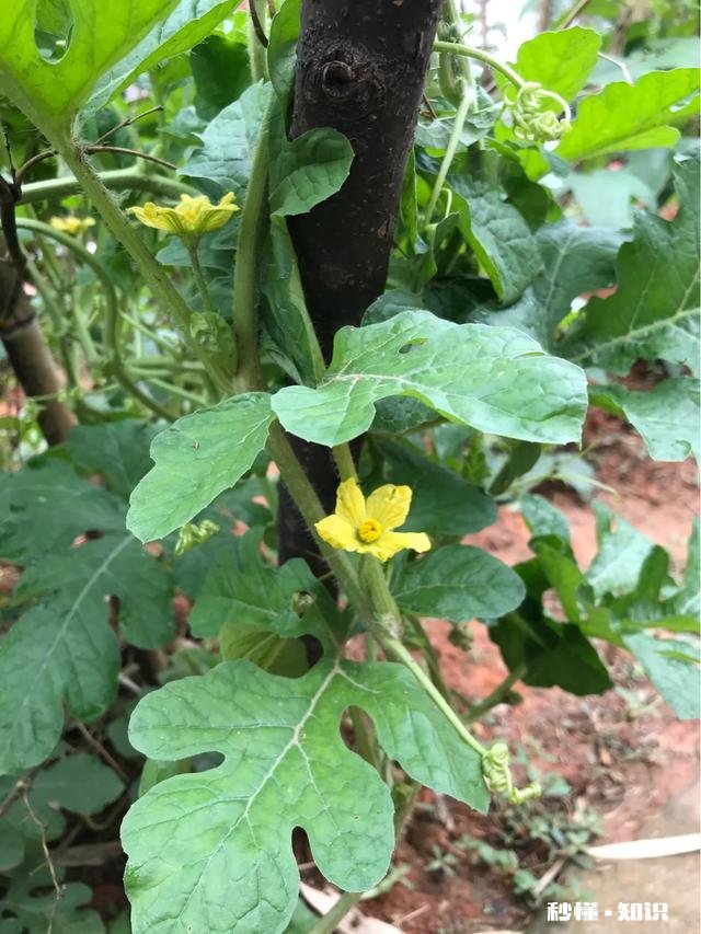 如果西瓜开始结果了，后期怎样管理