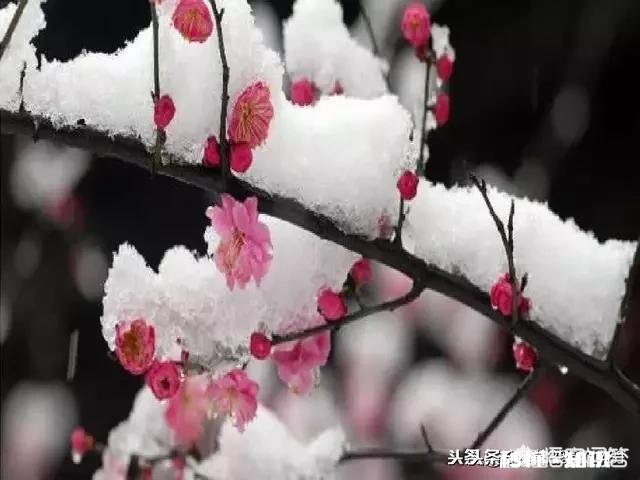 冬天来了，有哪些适合下雪天的句子
