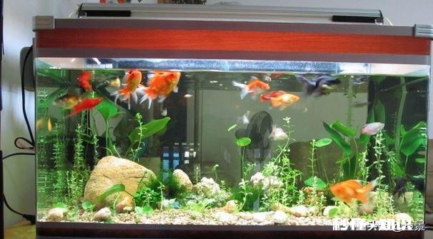 泰狮趴缸然后猛窜怎么治疗