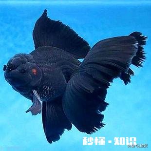 泰狮趴缸然后猛窜怎么治疗