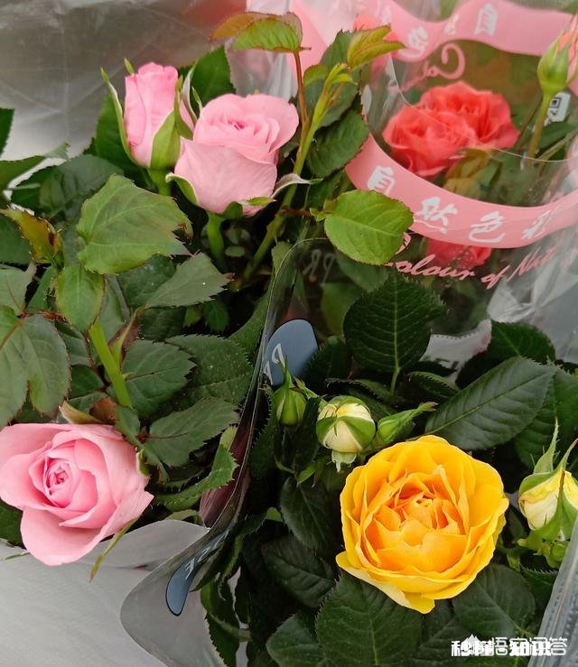 找护士作为对象有啥优点或者家里老婆是护士的感觉怎么样