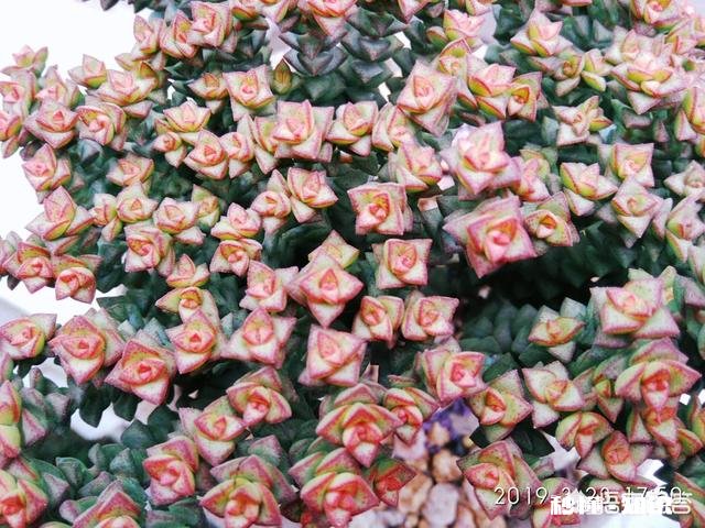 我的多肉是和我八字不合吗