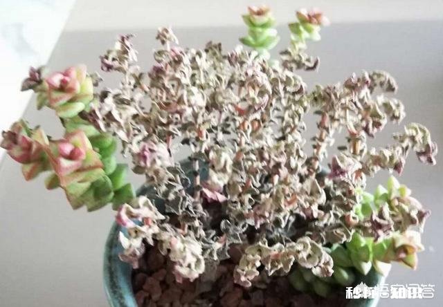 我的多肉是和我八字不合吗