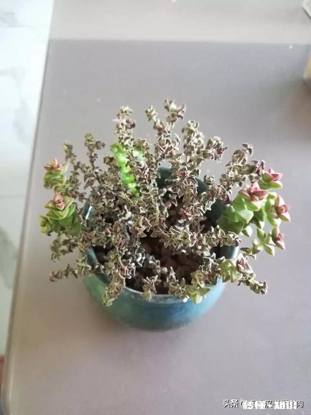 我的多肉是和我八字不合吗