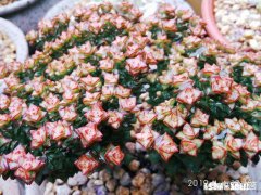 我的多肉是和我八字不合吗