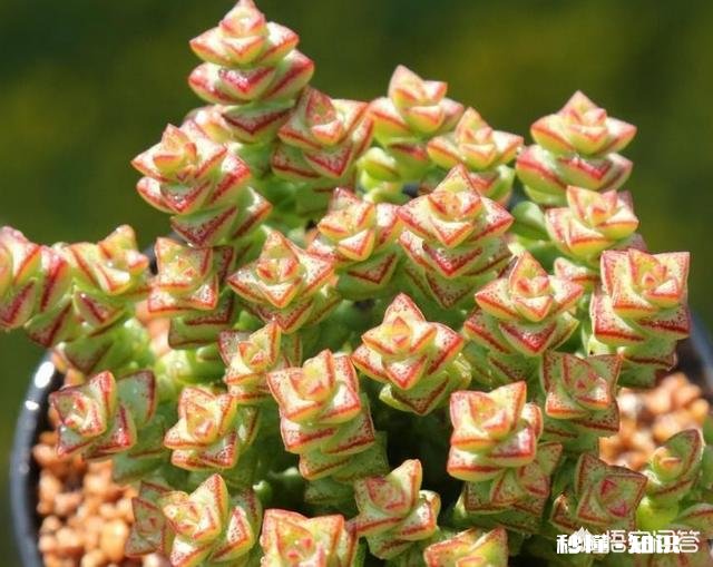 我的多肉是和我八字不合吗