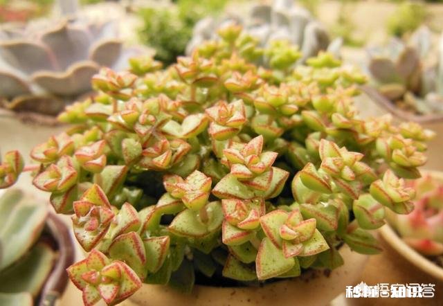 我的多肉是和我八字不合吗