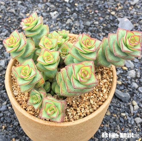 我的多肉是和我八字不合吗