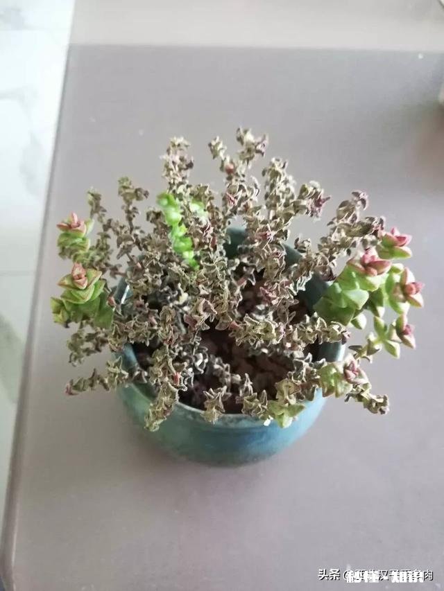 我的多肉是和我八字不合吗