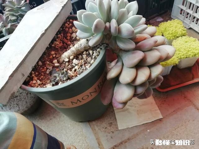 我的多肉是和我八字不合吗