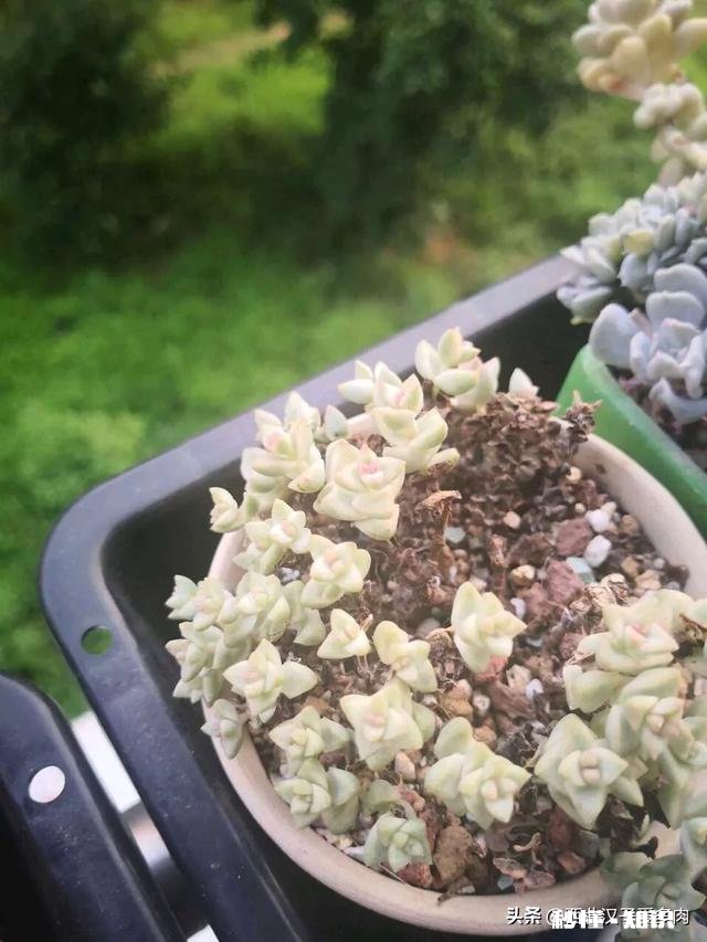 我的多肉是和我八字不合吗