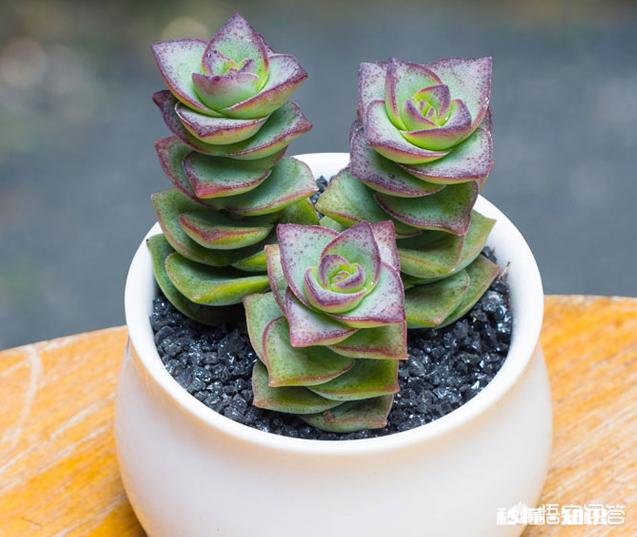 我的多肉是和我八字不合吗