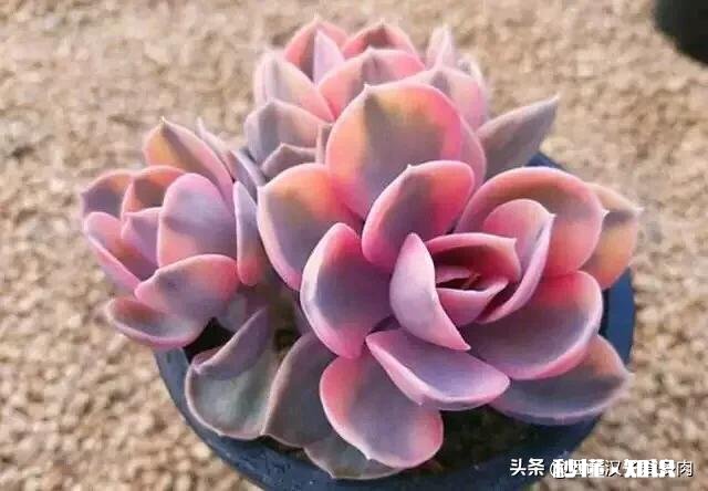 我的多肉是和我八字不合吗