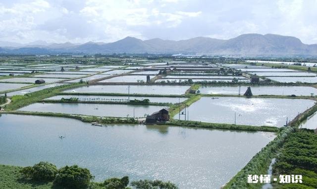 农村农民把牛粪做成各种各样,你知道多少