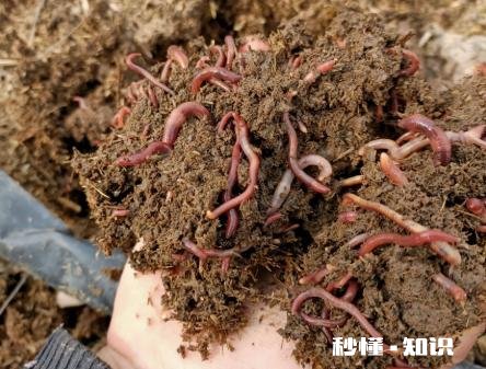 农村农民把牛粪做成各种各样,你知道多少