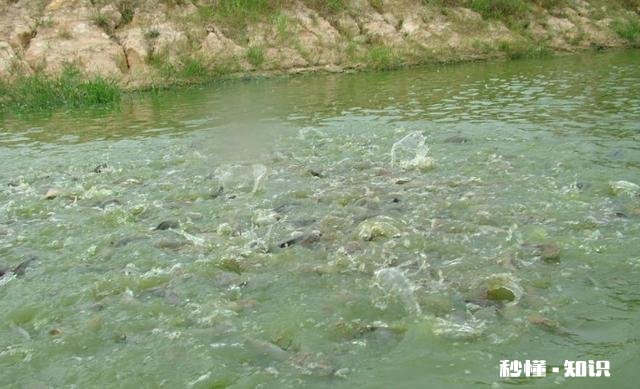 农村农民把牛粪做成各种各样,你知道多少