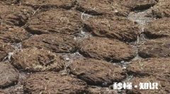 农村农民把牛粪做成各种各样，你知道多少