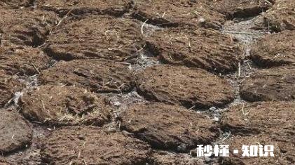 农村农民把牛粪做成各种各样,你知道多少