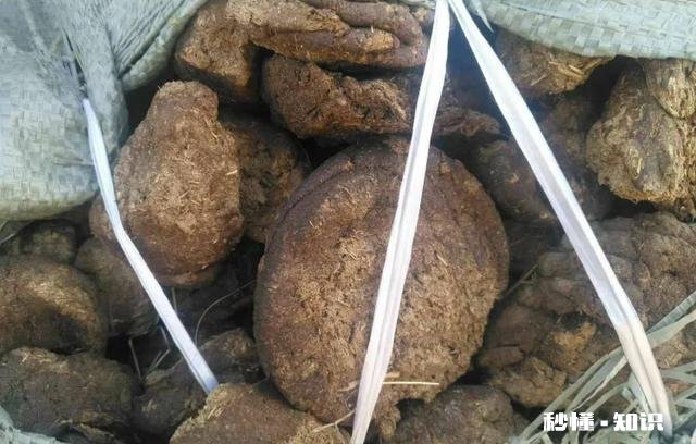 农村农民把牛粪做成各种各样,你知道多少