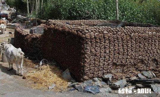 农村农民把牛粪做成各种各样,你知道多少