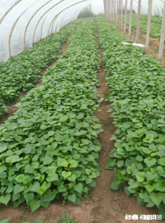 怎么样培植红薯苗