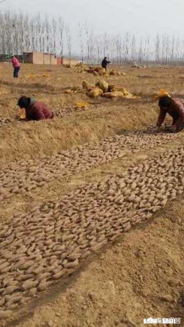 怎么样培植红薯苗