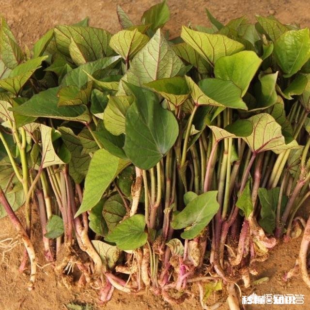 怎么样培植红薯苗