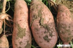 怎么样培植红薯苗
