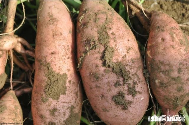 怎么样培植红薯苗