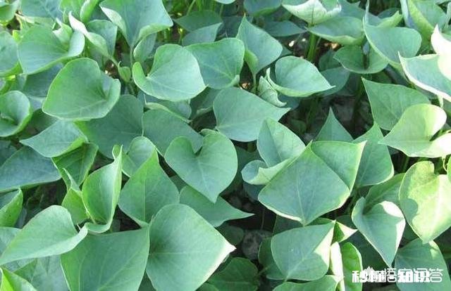 怎么样培植红薯苗