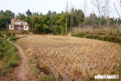 承包耕地被征收建公路，补偿款是给村集体还是补偿给失地农户