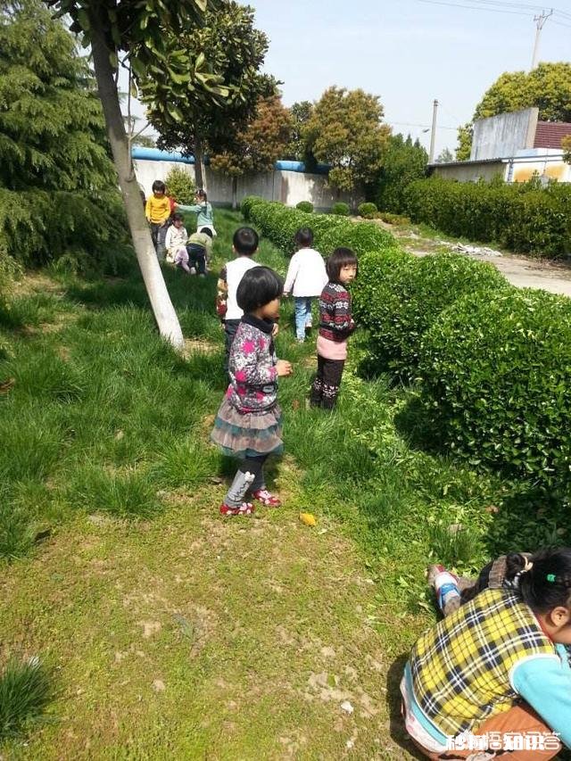 为什么有些野菜价格高，大面积种植的人却不多