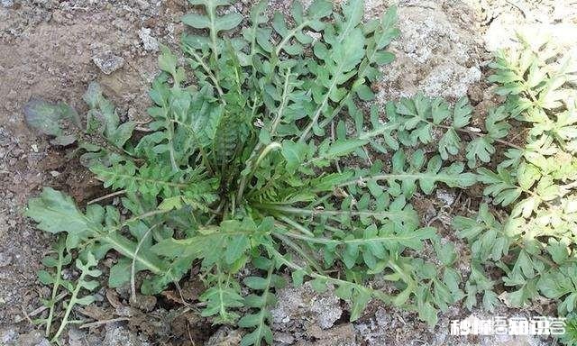 为什么有些野菜价格高，大面积种植的人却不多
