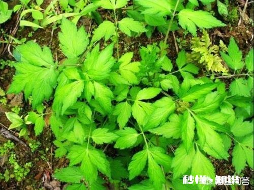 为什么有些野菜价格高，大面积种植的人却不多