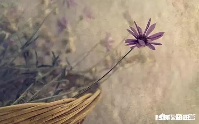 生活是什么有多少人能感觉到诗和远方的美好，而不是眼前的苟且