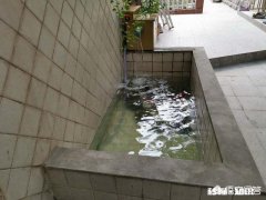 锦鲤产卵，鱼缸水质浑浊，怎么办