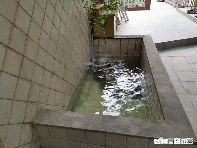 锦鲤产卵,鱼缸水质浑浊,怎么办