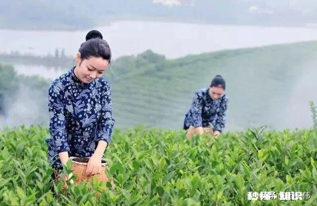 你对春天的赞美和感受是什么