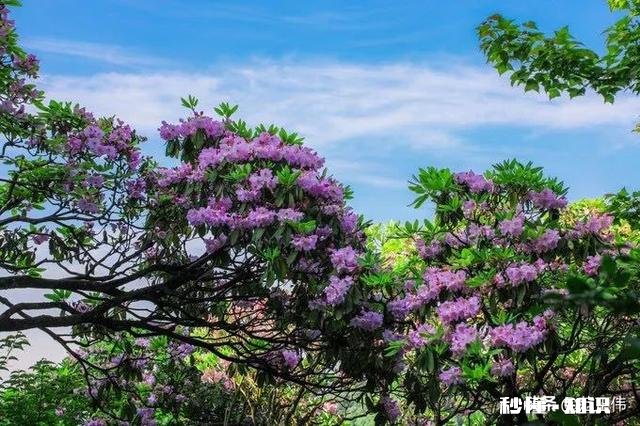 你对春天的赞美和感受是什么