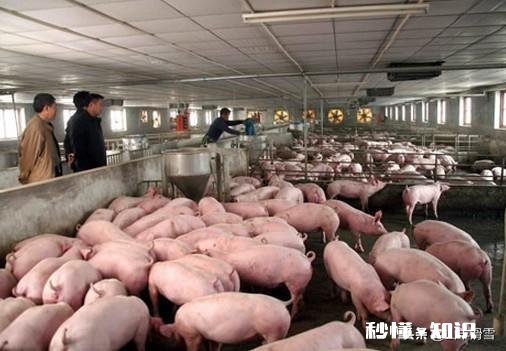 公司里有些年轻人,宁肯在单位里混日子,频繁跳槽,也不愿意去提升自己,你怎么看