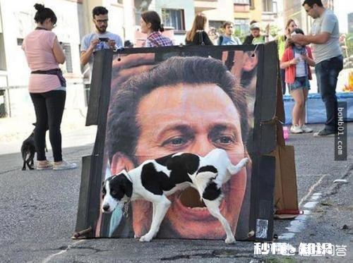 家里新来了一只小狗,家里以前的狗,突然就开始在家里乱尿,要如何处理