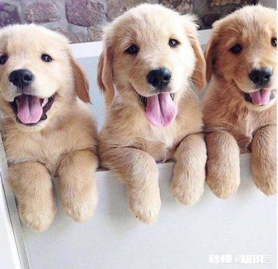 家里新来了一只小狗,家里以前的狗,突然就开始在家里乱尿,要如何处理