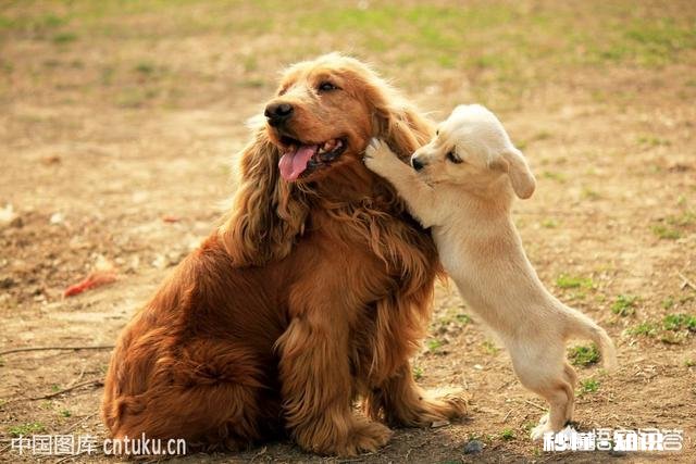 家里新来了一只小狗,家里以前的狗,突然就开始在家里乱尿,要如何处理