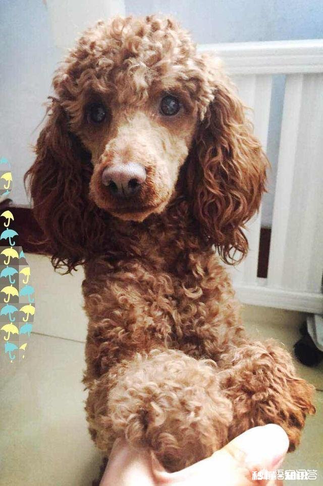 家里新来了一只小狗,家里以前的狗,突然就开始在家里乱尿,要如何处理