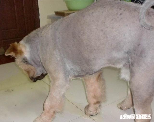 家里新来了一只小狗,家里以前的狗,突然就开始在家里乱尿,要如何处理